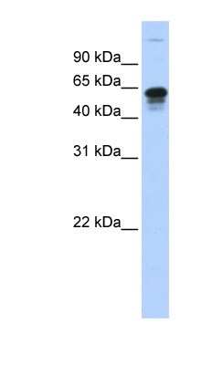 Western Blot: PTPIP51 Antibody [NBP1-62474]