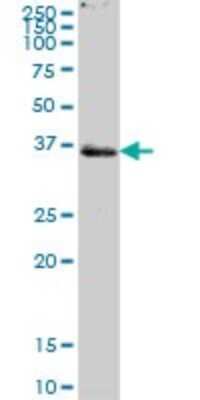 Western Blot: PTPLAD1 Antibody [H00051495-B01P]