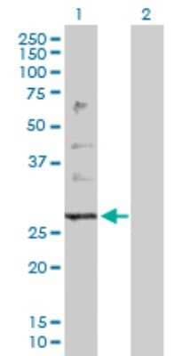 Western Blot: PTPLB Antibody [H00201562-D01P]