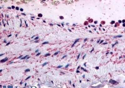 Immunohistochemistry-Paraffin: PTPMT1 Antibody - BSA Free [NB110-39021]