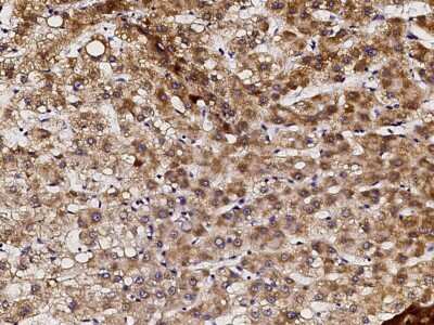 Immunohistochemistry-Paraffin: PTPMT1 Antibody [NBP3-00055]