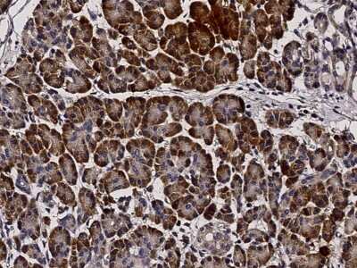 Immunohistochemistry-Paraffin: PTPMT1 Antibody [NBP3-00055]