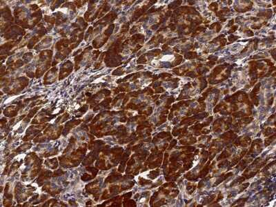 Immunohistochemistry-Paraffin: PTPMT1 Antibody [NBP3-00055]