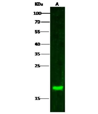 Western Blot: PTPMT1 Antibody [NBP3-00055]