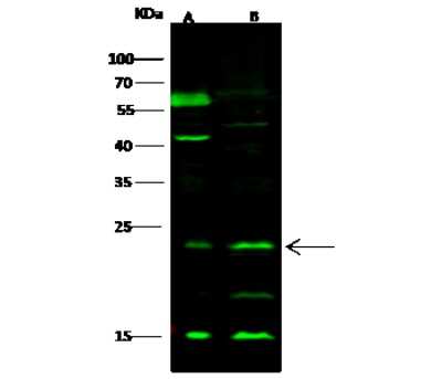 Western Blot: PTPMT1 Antibody [NBP3-00056]