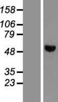 Western Blot: PTP1B/PTPN1 Overexpression Lysate [NBL1-14967]