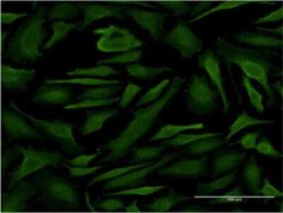 Immunocytochemistry/ Immunofluorescence: PTPN12 Antibody (4G6) [H00005782-M01]