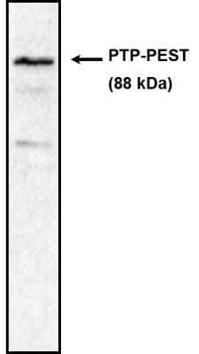 Western Blot: PTPN12 Antibody (AG25) [NBP2-66639]