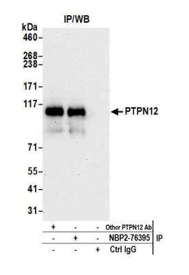 Immunoprecipitation: PTPN12 Antibody (BL-5-2F8) [NBP2-76395]