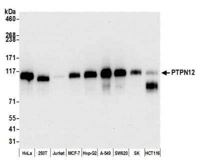 Western Blot: PTPN12 Antibody (BL-5-2F8) [NBP2-76395]