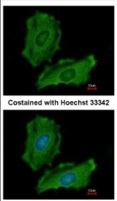 Immunocytochemistry/ Immunofluorescence: PTPN12 Antibody [NBP2-20004]