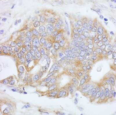 Immunohistochemistry: PTPN12 Antibody [NB100-60664]
