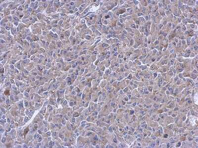 Immunohistochemistry-Paraffin: PTPN12 Antibody [NBP2-20004]