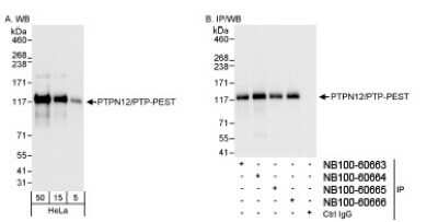 Western Blot: PTPN12 Antibody [NB100-60664]