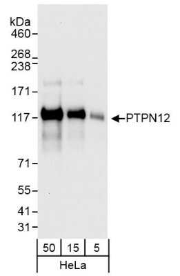 Western Blot: PTPN12 Antibody [NB100-60664]