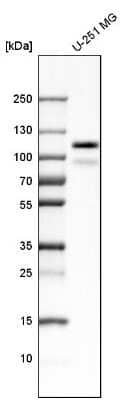 Western Blot: PTPN12 Antibody [NBP1-87188]