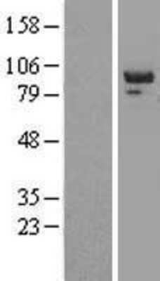 Western Blot: PTPN12 Overexpression Lysate [NBL1-14969]