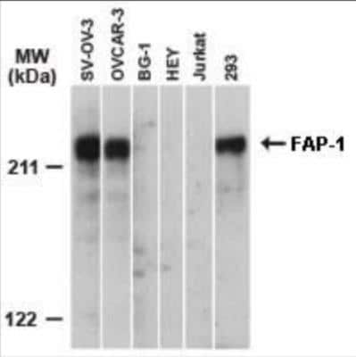 Western Blot: PTPN13/PTPL1 Antibody [NB100-56139]