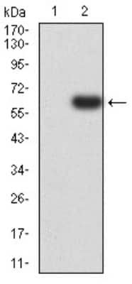 Western Blot: PTPN14/PTPD2 Antibody (2B3H7)BSA Free [NBP2-61809]