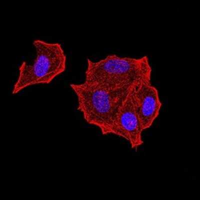 Immunocytochemistry/ Immunofluorescence: PTPN14/PTPD2 Antibody (2C12E3) - BSA Free [NBP2-61810]