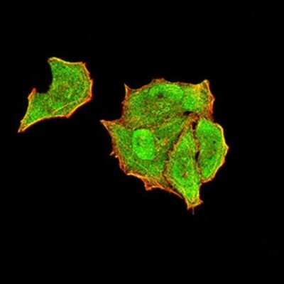 Immunocytochemistry/ Immunofluorescence: PTPN14/PTPD2 Antibody (2C12E3) - BSA Free [NBP2-61810]