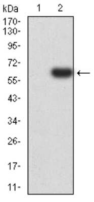 Western Blot: PTPN14/PTPD2 Antibody (2C12E3)BSA Free [NBP2-61810]
