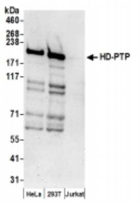 Western Blot: PTPN23 Antibody [NBP2-36549]