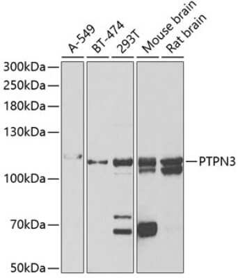 Western Blot: PTPN3 AntibodyBSA Free [NBP2-93945]