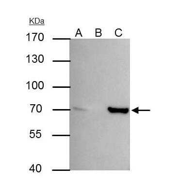 Immunoprecipitation: SHP-1 Antibody [NBP1-32179]