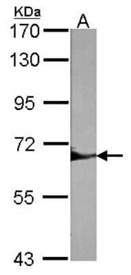 Western Blot: SHP-1 Antibody [NBP1-32179]