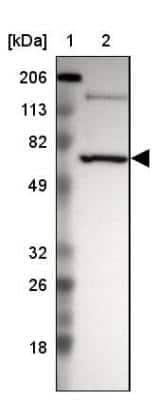 Western Blot: SHP-1 Antibody [NBP1-83276]