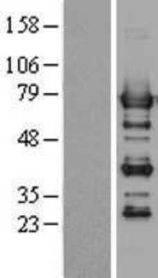 Western Blot: SHP-1 Overexpression Lysate [NBL1-14976]