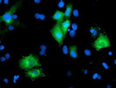 Immunocytochemistry/ Immunofluorescence: PTPN7 Antibody (OTI3B10) [NBP2-01340]