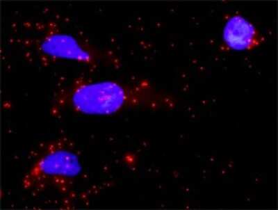 Proximity Ligation Assay: PTPN7 Antibody [H00005778-D01P]