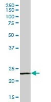 Western Blot: SIRP delta Antibody [H00128646-B01P]