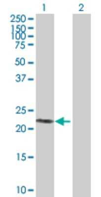Western Blot: SIRP delta Antibody [H00128646-B01P]