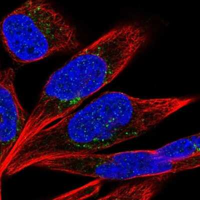 Immunocytochemistry/ Immunofluorescence: PTPRD Antibody [NBP2-49153]