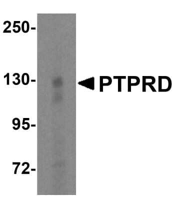 Western Blot: PTPRD AntibodyBSA Free [NBP2-81772]