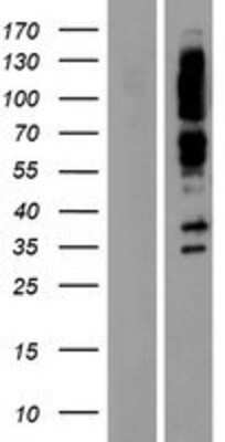 Western Blot: Liprin alpha 1 Overexpression Lysate [NBP2-05036]