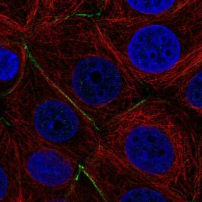 Immunocytochemistry/ Immunofluorescence: PTPRK Antibody [NBP2-58338]