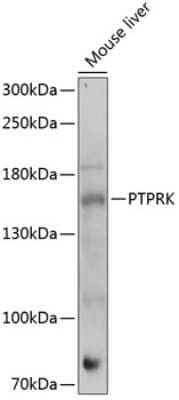 Western Blot: PTPRK AntibodyAzide and BSA Free [NBP2-93841]