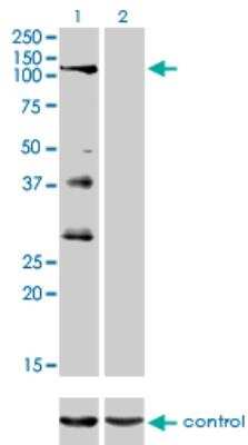 Western Blot: PTPRN2 Antibody (7F8) [H00005799-M08]