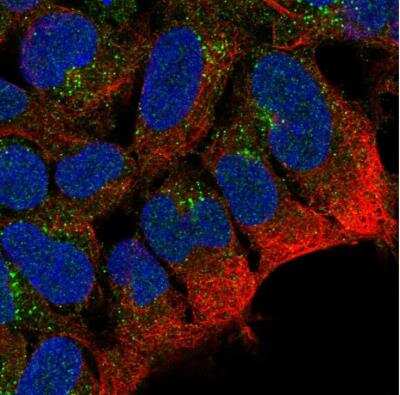 Immunocytochemistry/ Immunofluorescence: PTPRN2 Antibody [NBP1-81628]