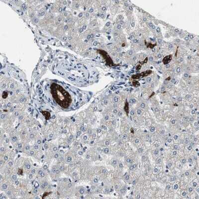 Immunohistochemistry-Paraffin: PTPRN2 Antibody [NBP1-81628]