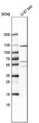 Western Blot: PTPRN2 Antibody [NBP1-81628]