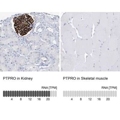 Immunohistochemistry-Paraffin: PTPRO Antibody [NBP1-81826]