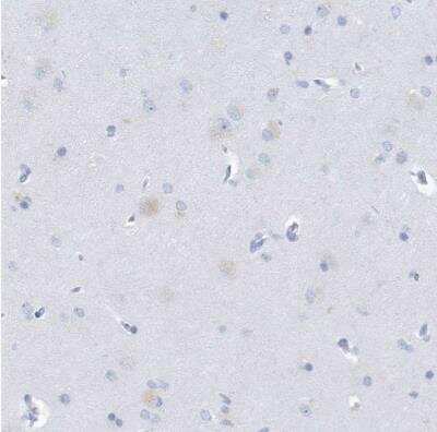 Immunohistochemistry-Paraffin: PTPRO Antibody [NBP1-81826]