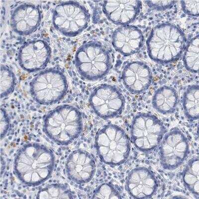 Immunohistochemistry-Paraffin: PTPRO Antibody [NBP1-81826]