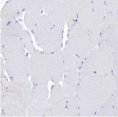 Immunohistochemistry-Paraffin: PTPRO Antibody [NBP1-81826]