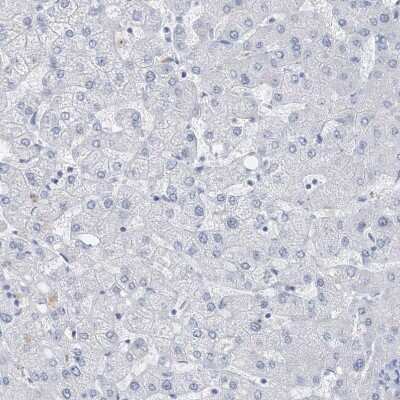 Immunohistochemistry-Paraffin: PTPRO Antibody [NBP1-81826]